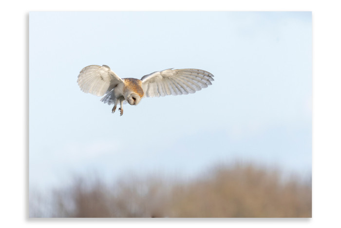 barn owl in flight